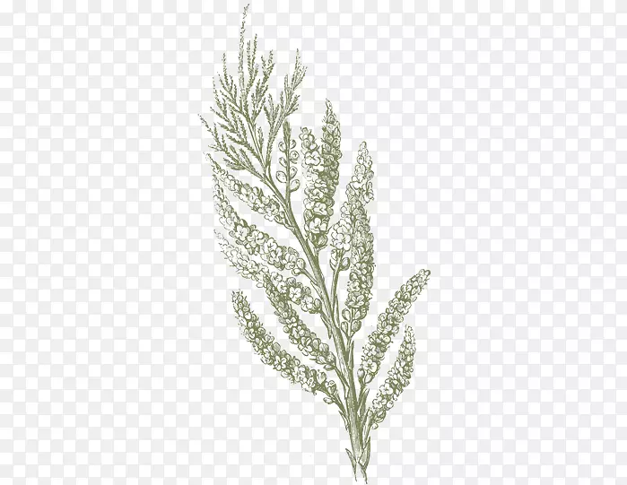 С֦-������