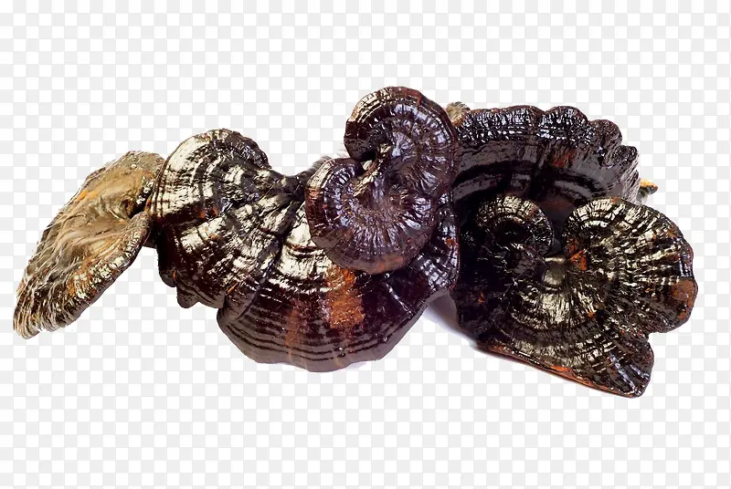 ��ɫ��֥��-������