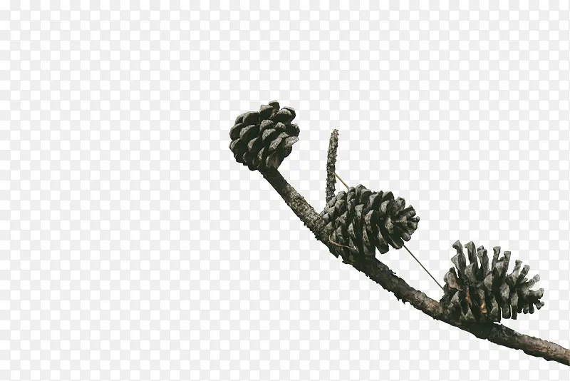 �ɹ���֦����ز�-������