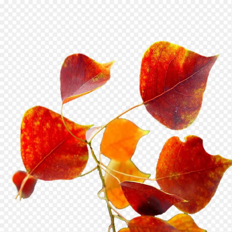 ��������Ҷ-������