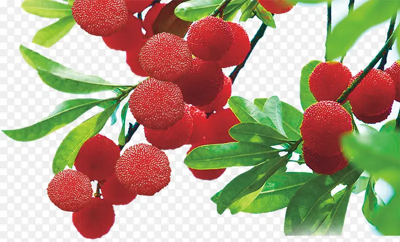 ��÷��֦-������