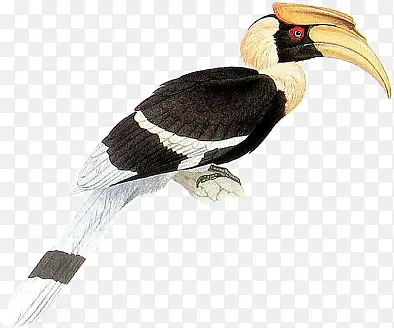 ��֦�ϵ�һֻ��β�ʹ���-������