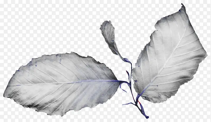 �ֻ���Ҷ-������