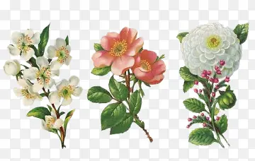 ��ͨ����ͼƬ�ز����� ���»�֦-������