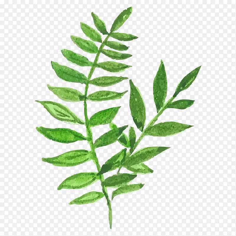 ˮī��ˮ��Ҷ������ز�-������