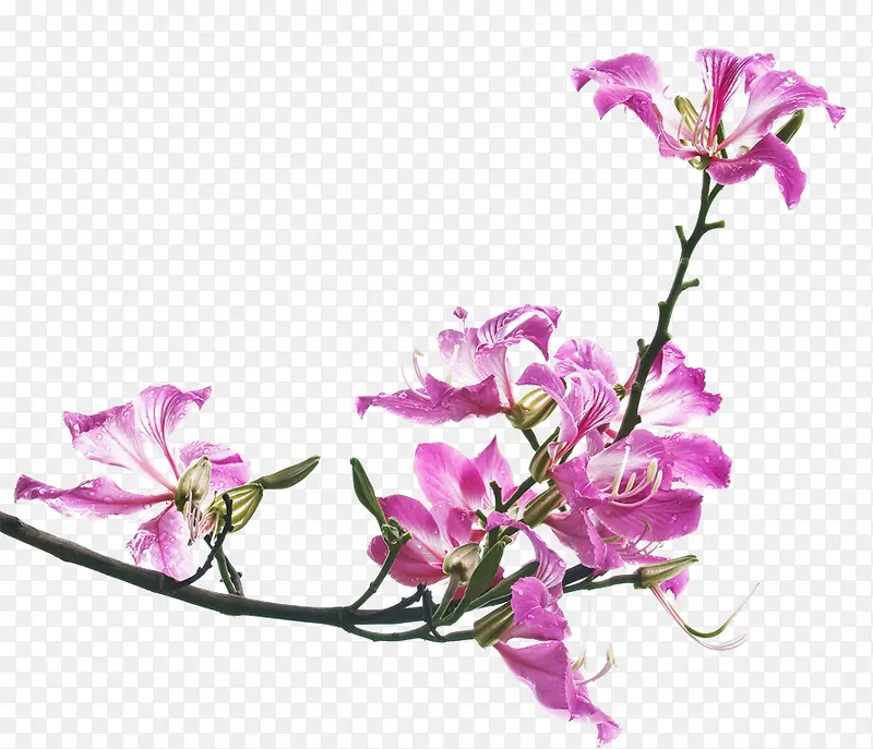 ��ɫ������������ϵ��-������