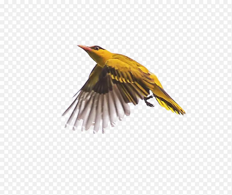 Ӣ�µ�ӥ-������