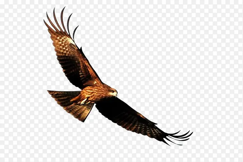 �����е�ӥ-������