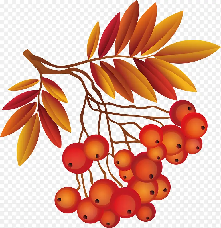 ��÷��֦װ��ʸ��-������