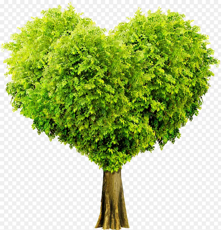 ���°�����Ҷ��������-������