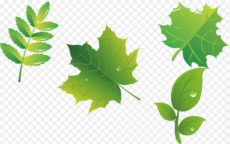 Ҷ��pngʸ���ز�-������