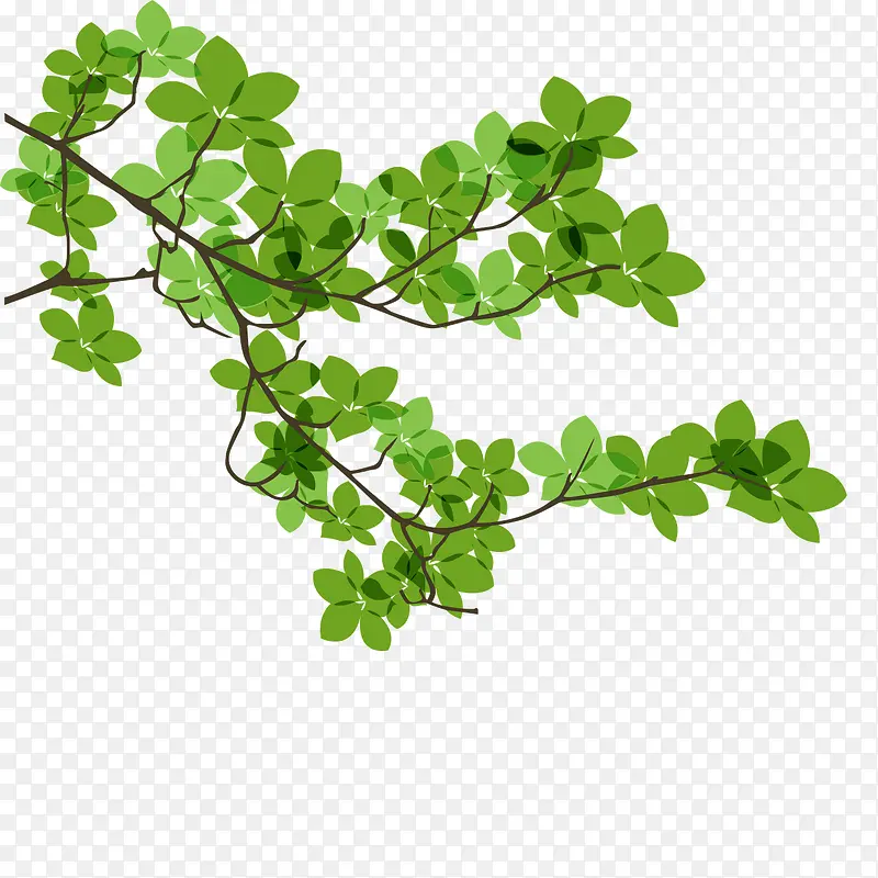 ��֦��Ҷ-������