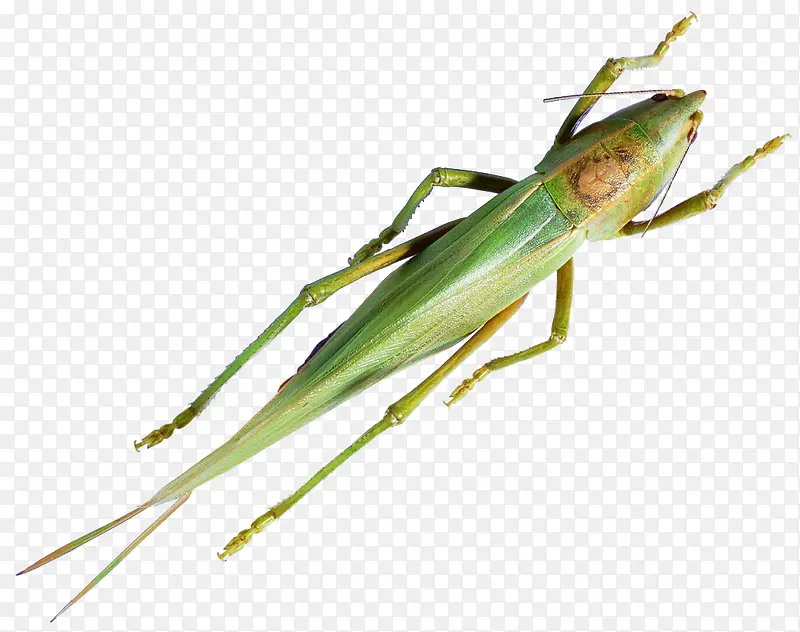 �ȳ�-������