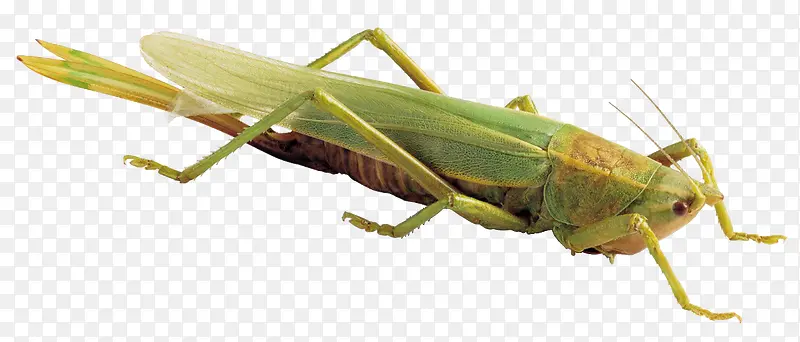 �ȳ�-������