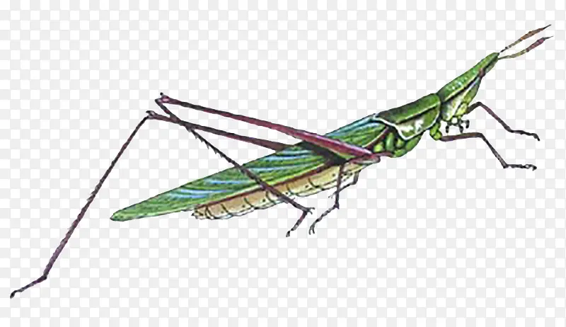 ����-������