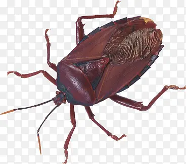 ��ɫ�׿�����-������