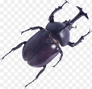 ��ɫ����׿���-������