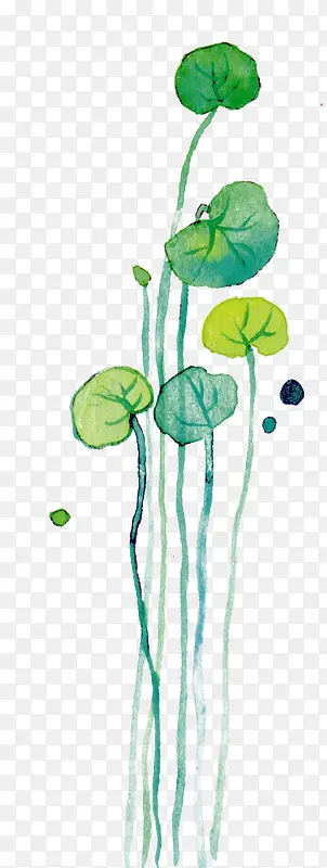 ����ˮ�ʺ�Ҷ-������