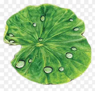 �ֻ�ˮ�ʷ��Ҷ-������