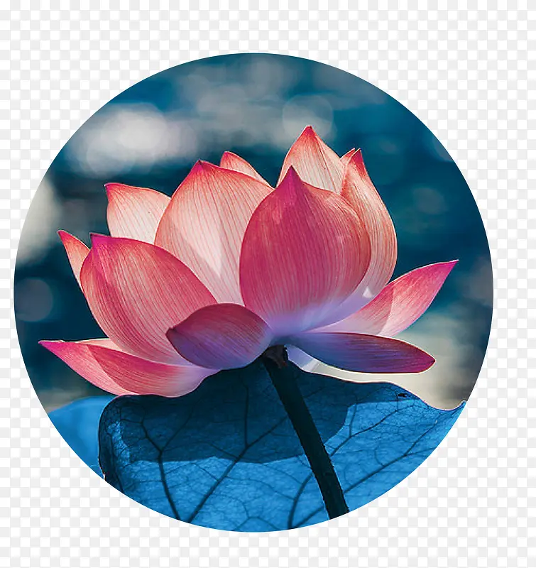 �ֻ�ˮ�ʺɻ���Ҷ-������