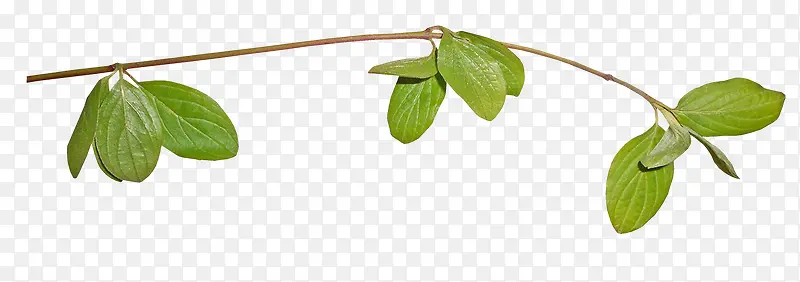 ��֦װ���ز�-������