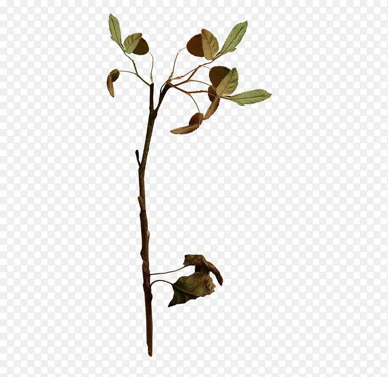 ��֦ͼƬ�ز�-������