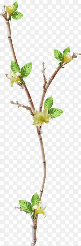 ��֦�ز�ͼƬ-������