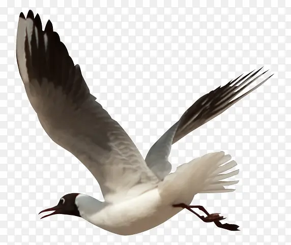 ��ͨ�����زĶ���廭-������