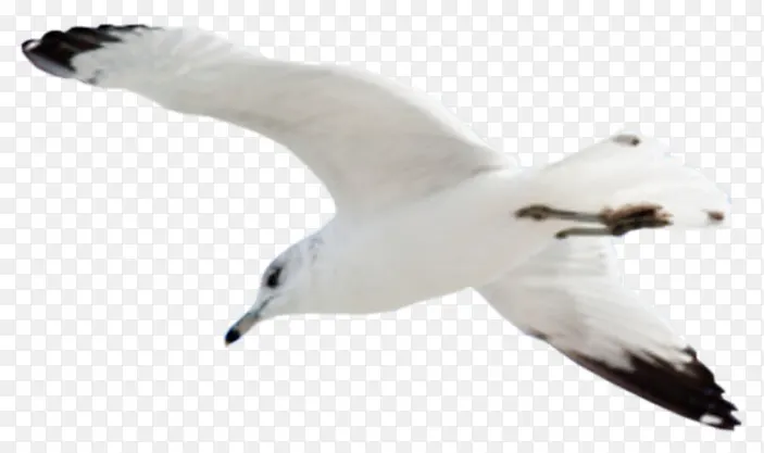 �����ֻ����-������