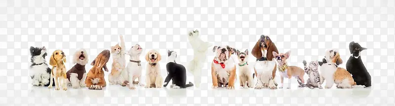 �ɰ���С��-������