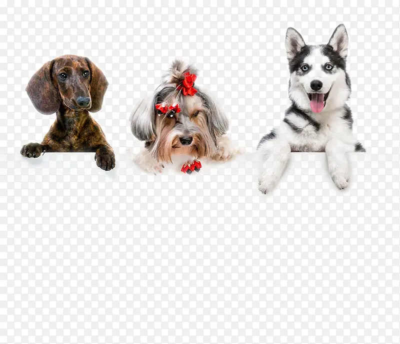 �ɰ���С��-������