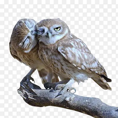 ��֦�ϵ���ֻèͷӥ-������