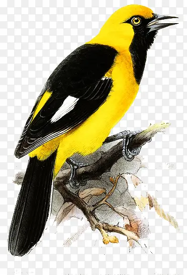 �ֻ����廭-������