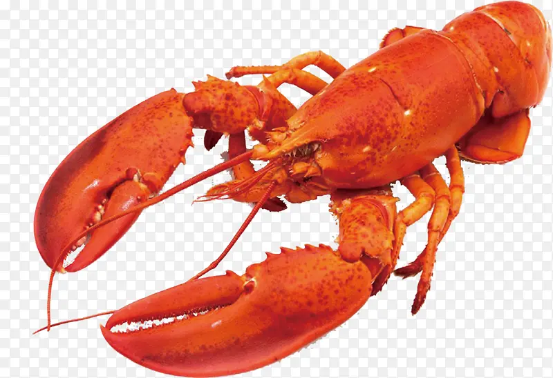 ��ͨ��Լ��ʳװ�ι�������Ϻ-������