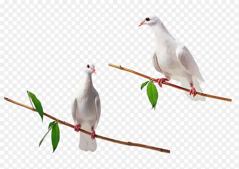 ��֦�ϵİ׸�-������