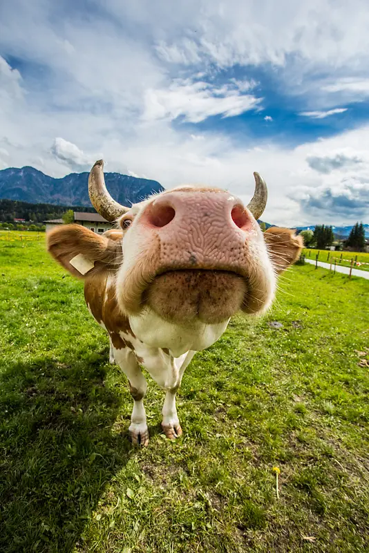 ��ţ�����������-������