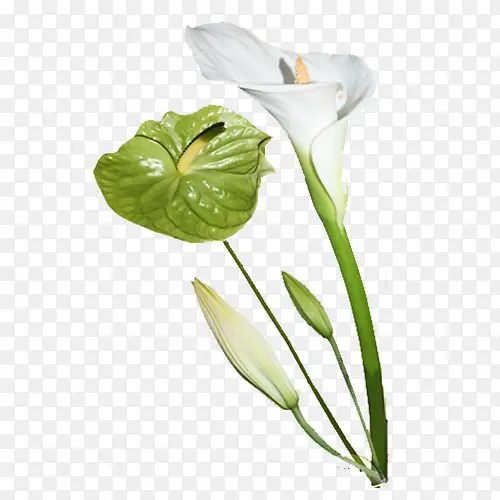 ��ɫ������-������