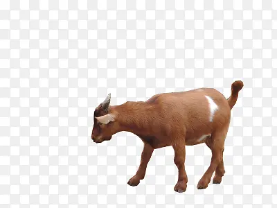 �Բݵ�ɽ��-������