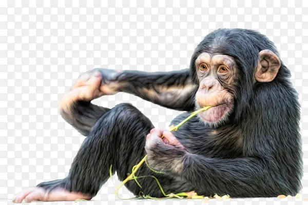 �Բݵ�����-������