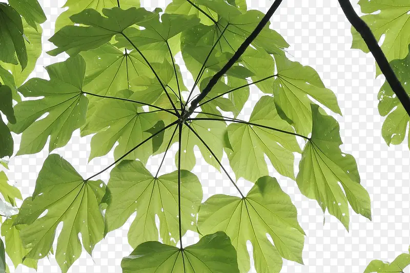 ��ɫ��ͩҶװ���ز�-������