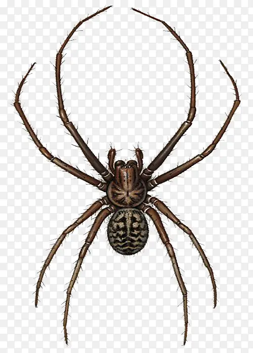 ��ɫëë֩��廭-������