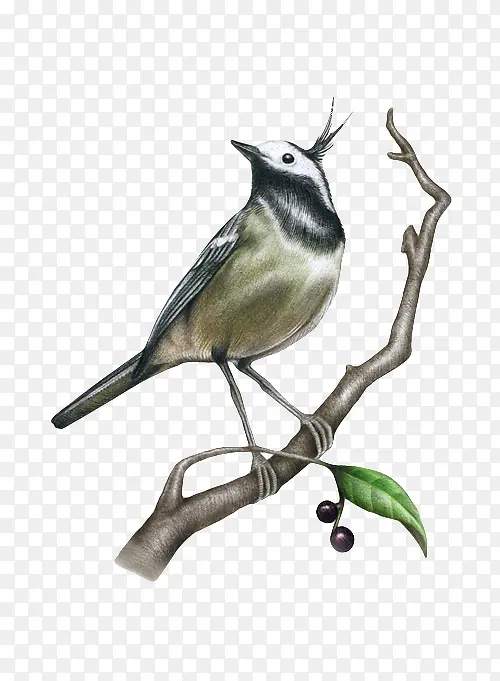 ��֦����-������