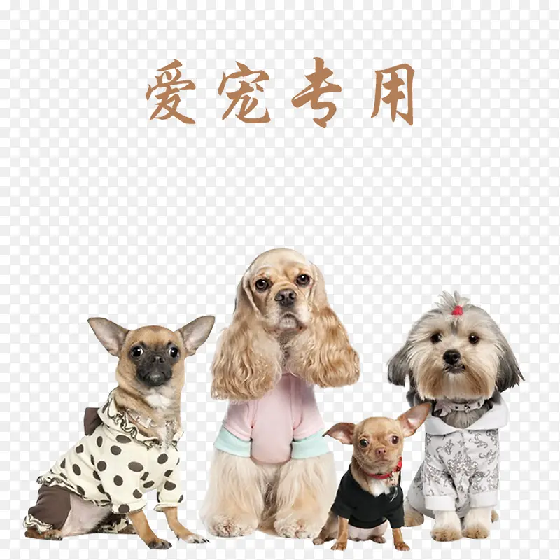 ����ר�ó����������-������