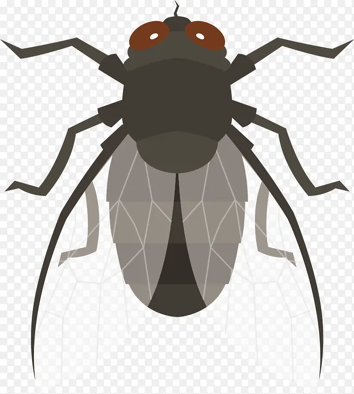 ��ɫ��Ӭʸ���걾-������