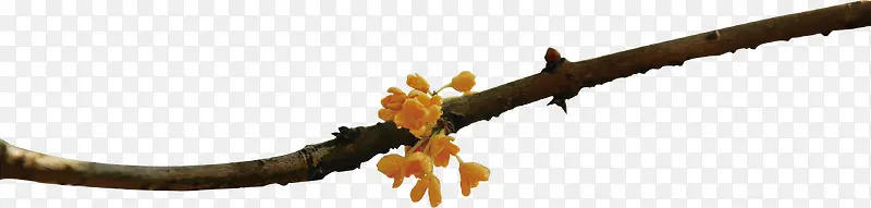 ������֦-������