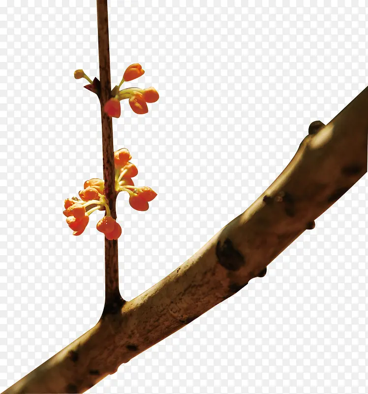 �ֲ���֦��-������