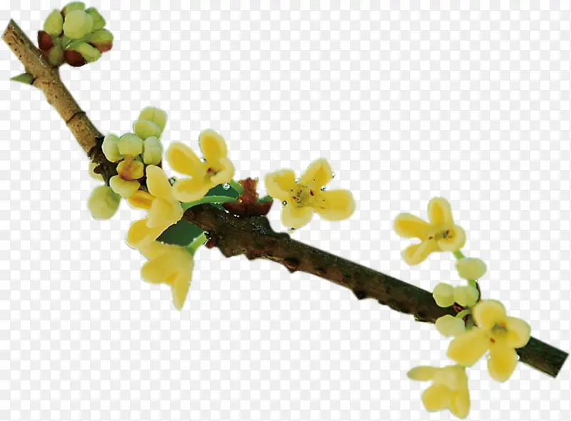 �𻨵�����֦-������