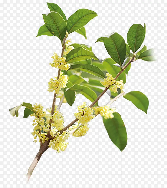 ����֦-������