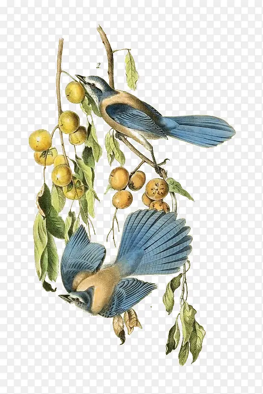 ��ͨ��ʳС��-������