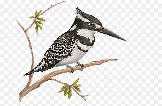 �ֻ���ľ��-������